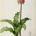 Veltheimia Capensis, from `Les Liliacees'